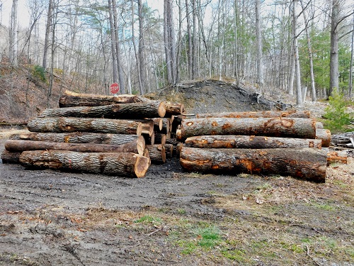 A pile of sawlogs at Bren Chucks Wood at the sawmill at Pioneer Mountain Homestead