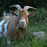 Gizmo the goat at Pioneer Mountain Homestead