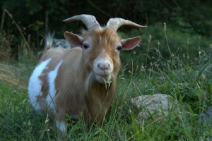 Gizmo the goat at Pioneer Mountain Homestead