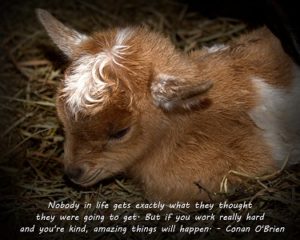 Baby Goat named Junior with the quote of the day
