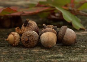 Closeup photo of acorns