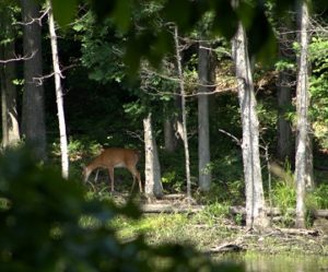Deer amongst the trees next to the pond