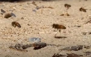 Honeybees playing in the sawdust.