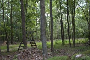 A picture of the forest at Pioneer Mountain Homestead