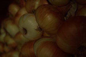 Hanging onions that were recently harvested