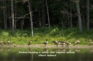 A picture of the geese along the homestead pond with the quote of the day