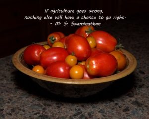 bowl of tomatoes with the quote of the day