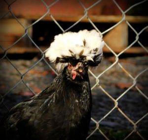 One of the chickens at Pioneer Mountain Homestead is having a bad hair day.