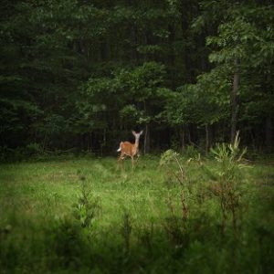 A deer appears at the forest edge.