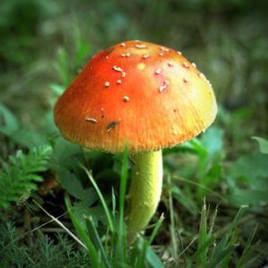 Mushroom in the woodland
