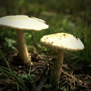 Mushrooms found at the farm.