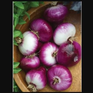 Cippolini Red Onion