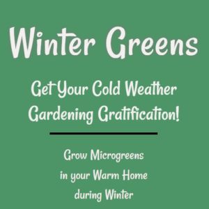 Winter Greens. Get your winter gardening gratification now.