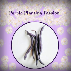 Organic Royalty Purple Pod Bush Bean Seeds