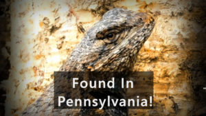 Eastern Fence Lizard Found in Pennsylvania