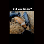 Did you know these facts about pigs?