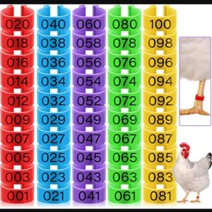 Leg bands for identifying chickens.
