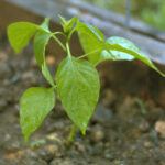 Pepper plant