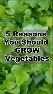 5 Reasons You Should Grow Vegetables