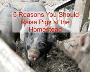 5 Reasons You Should Raise Pigs at the Homestead