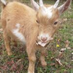 Goat kid Finley.