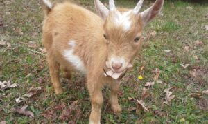 Goat kid Finley.