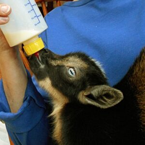 Goat kid, Mary, drinking from a bottle.