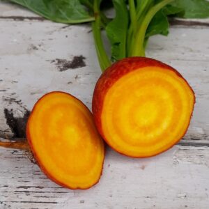 Golden Beet