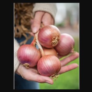 Onion blush hybrid