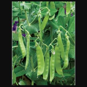 Pea Seeds – Oregon Sugar Pod II