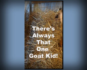 There's Always That One Goat Kid!!!