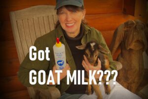 Bottle Feeding Goat Kid video