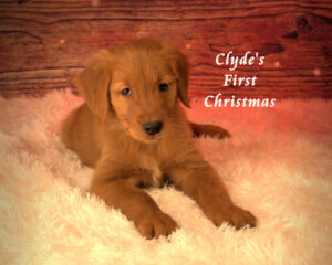 Clyde's First Christmas