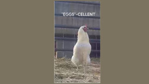 Eggcellent Day!