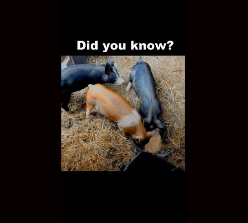 Did you know these facts about pigs?